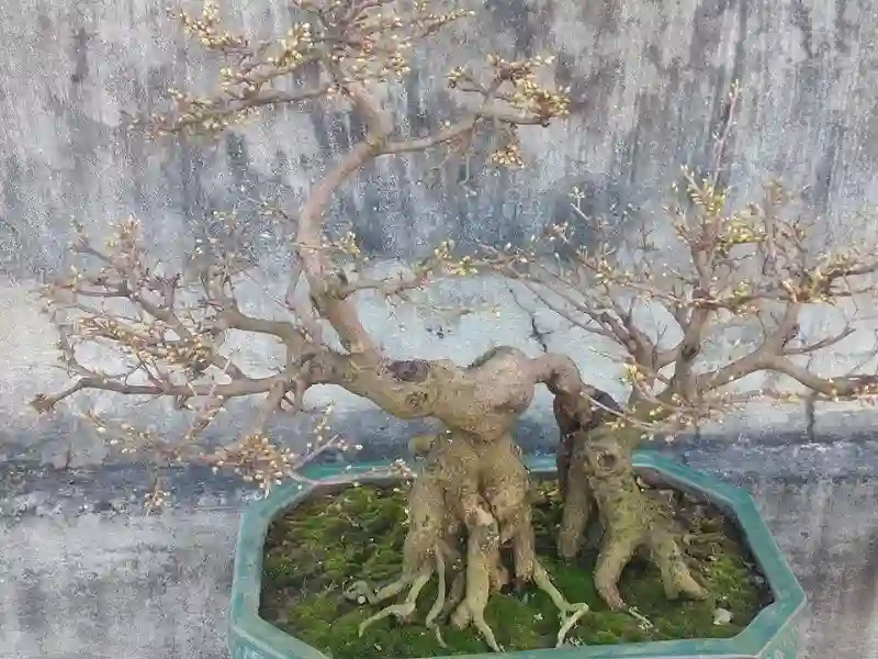 mai bonsai