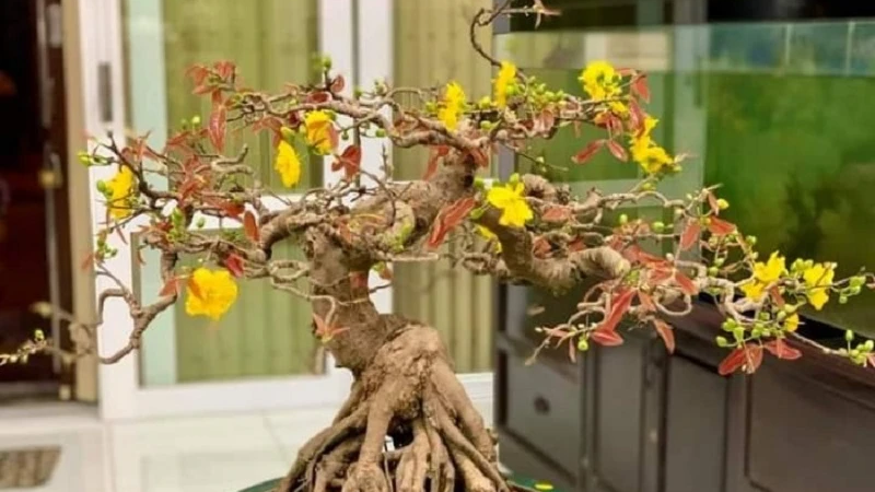 cây bonsai